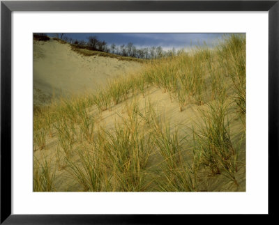 Grasses On Dunes Along Lake Michigan, Mi by Willard Clay Pricing Limited Edition Print image
