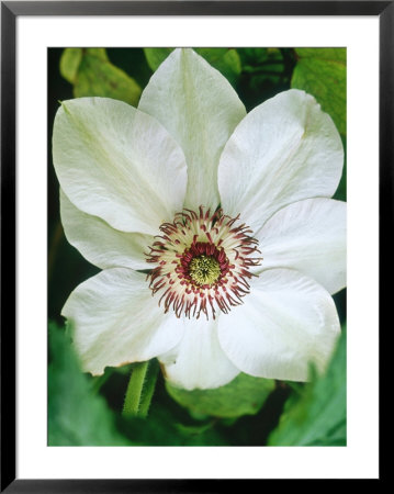 Clematis Miss Bateman Close-Up (Patens Group) by Mark Bolton Pricing Limited Edition Print image