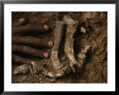 Close View Of An Exposed Piece Of Fossilized Bone by Maria Stenzel Pricing Limited Edition Print image