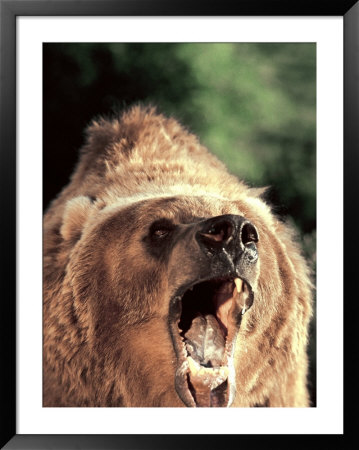 Grizzly Bear by John Dominis Pricing Limited Edition Print image
