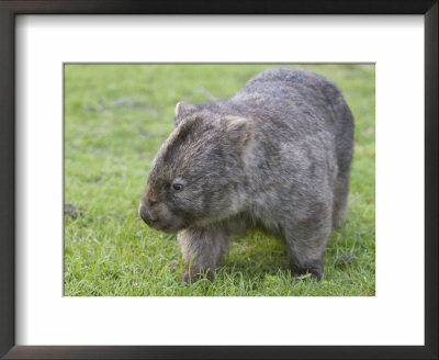 Wombat (Vombatus Ursinus), Wilsons Promontory National Park, Victoria, Australia by Thorsten Milse Pricing Limited Edition Print image