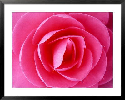 Graphic Flower, Camellia Japonica (Eg Waterhouse), March by Mark Bolton Pricing Limited Edition Print image