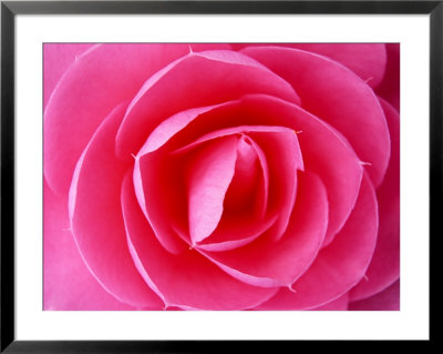 Graphic Flower, Camellia Japonica (Eg Waterhouse), March by Mark Bolton Pricing Limited Edition Print image