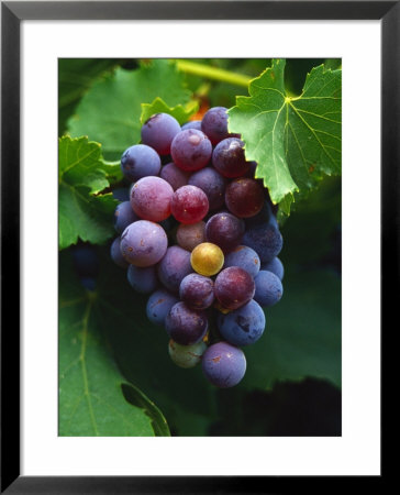 A Bunch Of Grenache Grapes On The Vine, Australia by Steven Morris Pricing Limited Edition Print image