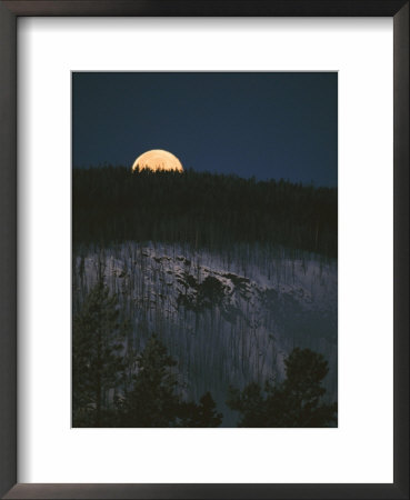 The Moon On The Horizon Of A Hillside Covered With Lodgepole Pine Trees by Tom Murphy Pricing Limited Edition Print image