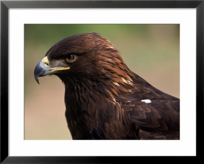 Golden Eagle (Aguila Chryseatoe), Ca by Kyle Krause Pricing Limited Edition Print image