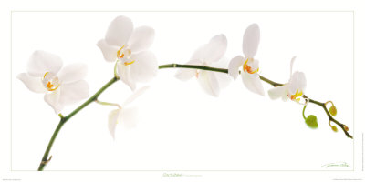 Orchidee by Guillaume Plisson Pricing Limited Edition Print image