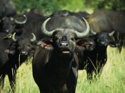 Curious Female Cape Buffalo Chews Some Grass While The Rest Of The Herd Looks On by Daniel Dietrich Pricing Limited Edition Print image