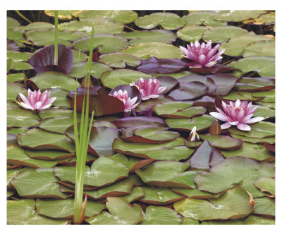 Lily Pond by Larry Hatlett Pricing Limited Edition Print image