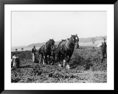 Potato Lifting Using Horses And Plough Near Rickmansworth Hertfordshire by Staniland Pugh Pricing Limited Edition Print image