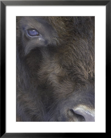European Bison, Close Up Portrait Of Eye And Nose, Scotland by Mark Hamblin Pricing Limited Edition Print image