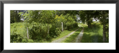 Unpaved Road In Rural North Carolina by Rex Stucky Pricing Limited Edition Print image