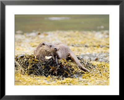 European Otter, Female Resting While Eating A Crab On A Seaweed Covered Rock, Scotland by Elliott Neep Pricing Limited Edition Print image