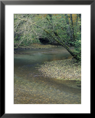 Ohanepecosh River, Mt. Rainier National Park, Washington, Usa by William Sutton Pricing Limited Edition Print image