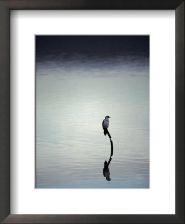 Little Pied Cormorant Reflected On A Vast Becalmed Harbour Lake, Australia by Jason Edwards Pricing Limited Edition Print image