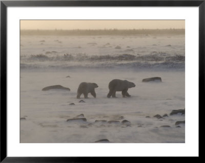 Two Polar Bears Walking Through Blizzard, Wapusk National Park by Lee Foster Pricing Limited Edition Print image