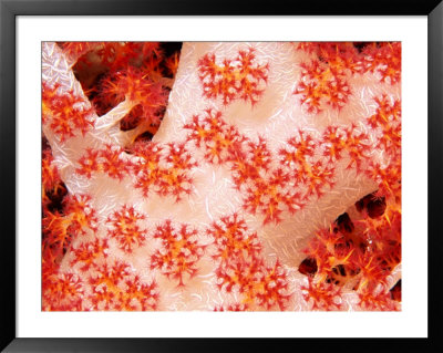 Close View Of Soft Coral by Tim Laman Pricing Limited Edition Print image