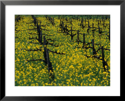 Detail Of Pruned Vines And Mustard Blossoms, Napa Valley, Usa by Nicholas Pavloff Pricing Limited Edition Print image