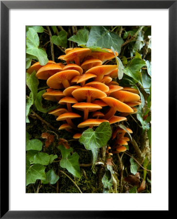 Flammulina Velutipes (Velvet Shank), Fungi Growing On Tree Trunk With Ivy by Susie Mccaffrey Pricing Limited Edition Print image