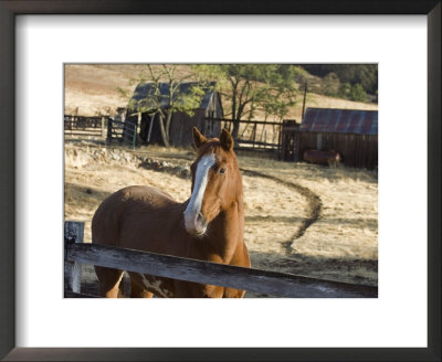 Horse On Santa Rosa Creek Road, Cambria, California by Rich Reid Pricing Limited Edition Print image