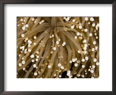 Closeup Detail Of A Sea Anemone, Bali, Indonesia by Tim Laman Pricing Limited Edition Print image