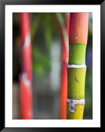 Bamboo, Maui, Hawaii by Holger Leue Pricing Limited Edition Print image