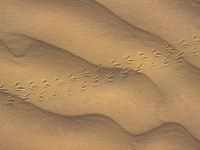 Close-Up Of Sand Dune Ripples With Tracks Of A Small Animal, Sahara Desert South Of Djerba, Tunisia by Stephen Sharnoff Pricing Limited Edition Print image