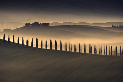Trees In Mist I by Jim Gamblin Pricing Limited Edition Print image
