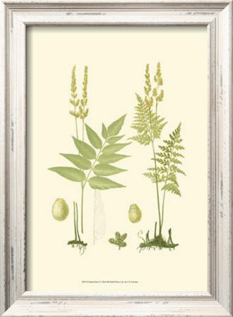 Spring Ferns I by J.H. Emerton Pricing Limited Edition Print image