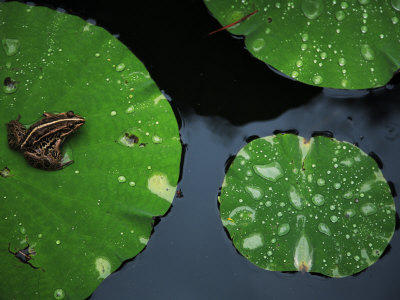 A Frog On A Lily Pad by Michael S. Yamashita Pricing Limited Edition Print image