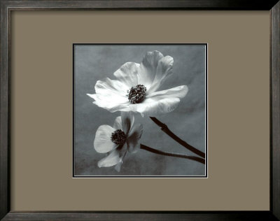 Anemones by Steven N. Meyers Pricing Limited Edition Print image