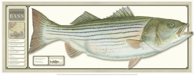 Striped Bass, World Record by Flick Ford Pricing Limited Edition Print image