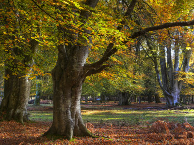 Bolderwood Enclosure In Autumn, New Forest National Park, Hampshire, England by Adam Burton Pricing Limited Edition Print image
