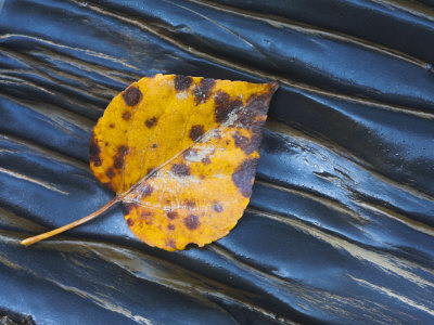 Fallen Leaf On Wet Rocks, Yoho National Park, British Columbia, Canada by Adam Burton Pricing Limited Edition Print image