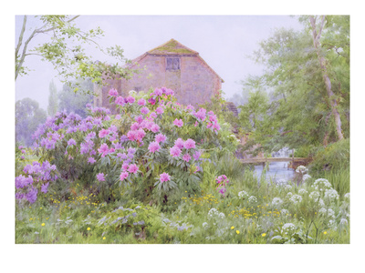 Rhododendrons By A Watermill by George Marks Pricing Limited Edition Print image