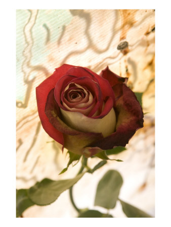 Red Rose With Abstract Drawing Background by Images Monsoon Pricing Limited Edition Print image