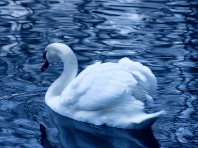 Swan In Blue by Ilona Wellmann Pricing Limited Edition Print image