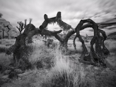 Fallen Joshua Tree, California by Images Monsoon Pricing Limited Edition Print image