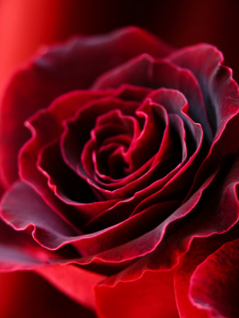 Red Velvet Rose by Ilona Wellmann Pricing Limited Edition Print image