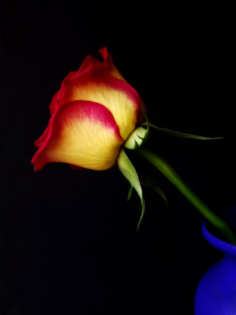 Side View Of A Rose With Yellow And Red Coloring by Ilona Wellmann Pricing Limited Edition Print image