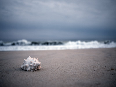 Shell At The Beach, Atlantic Ocean, Montauk, New York by Images Monsoon Pricing Limited Edition Print image