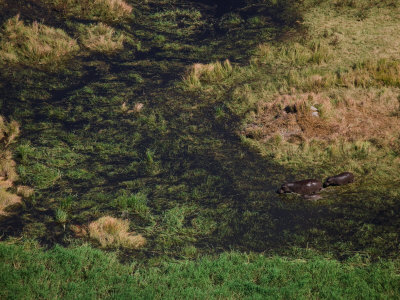 Mother Hippo And Baby Moving Into Water In The Okavango Delta by Beverly Joubert Pricing Limited Edition Print image