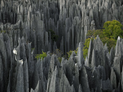 Decken's Sifaka Lemurs Searching For Food In The Grand Tsingy by Stephen Alvarez Pricing Limited Edition Print image