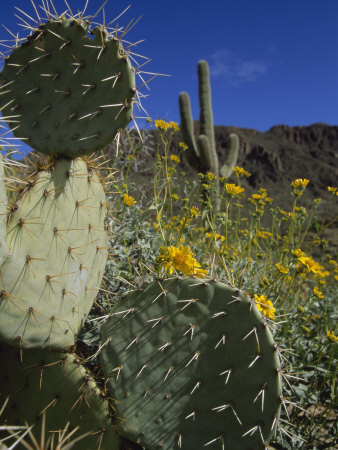 Prickly-Pear Cactus, A Saguaro, And Wildflowers by Stephen St. John Pricing Limited Edition Print image