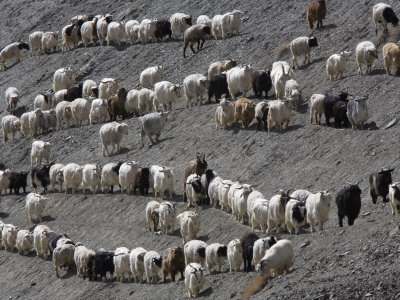 Goats In Hemis National Park by Steve Winter Pricing Limited Edition Print image