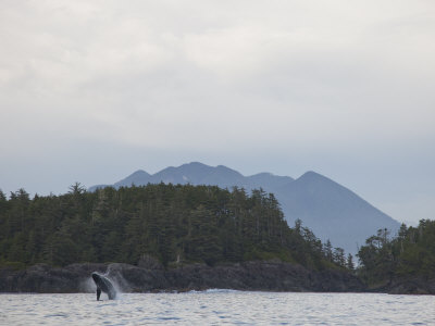Whale Breaches Near The Mountainous Coastline Of Vancouver Island by Taylor S. Kennedy Pricing Limited Edition Print image