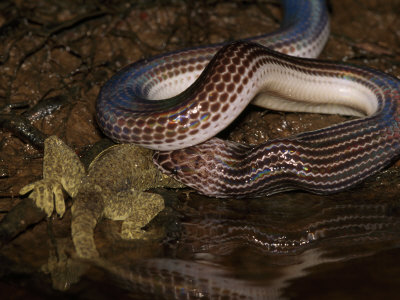 Snake Swallowing A Gecko by Tim Laman Pricing Limited Edition Print image