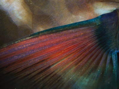 Close View Of The Colorful Pectoral Fin Of A Parrotfish by Tim Laman Pricing Limited Edition Print image