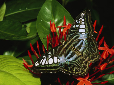 Colorful Butterfly On A Blooming Plant by Tim Laman Pricing Limited Edition Print image