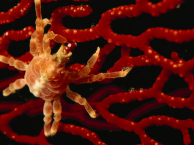 Crab Crawling On A Sea Fan by Tim Laman Pricing Limited Edition Print image
